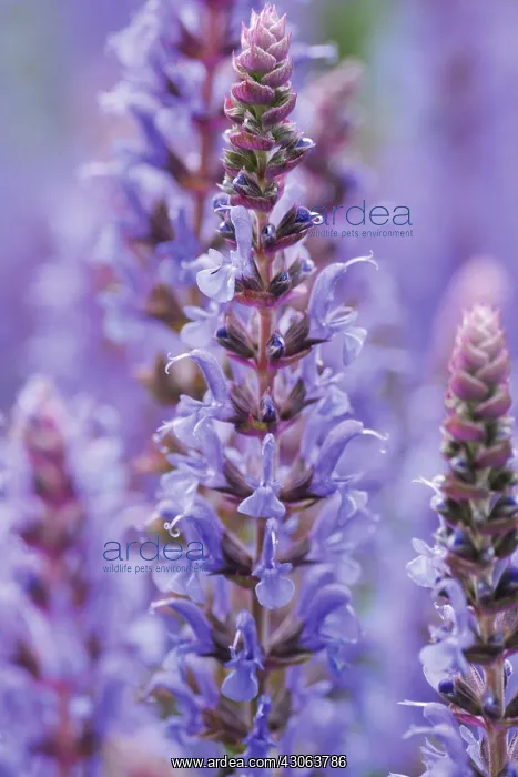 : Salvia : Salvia