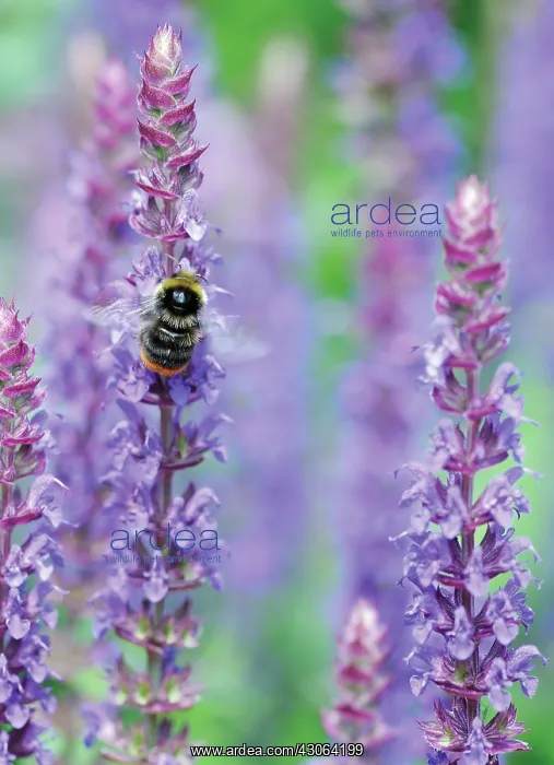 : Salvia, Salvia : Salvia, Salvia