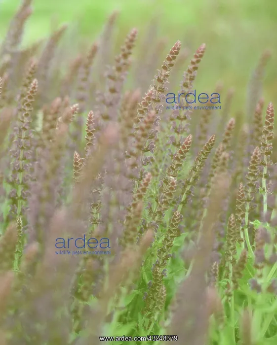 : Salvia, Salvia sylvestris May night : Salvia, Salvia sylvestris May night
