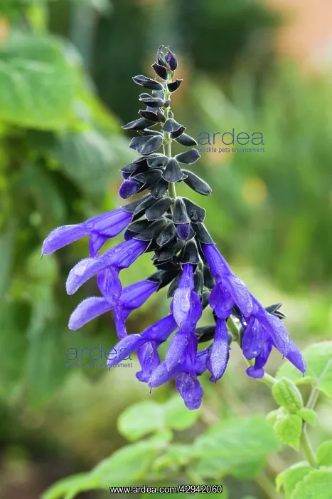 : Salvia przewalskii : Salvia przewalskii