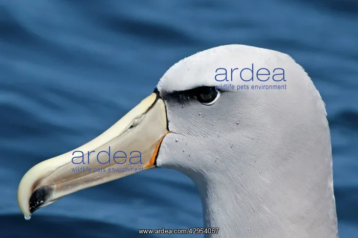 : Salvin's Albatross : Salvin's Albatross