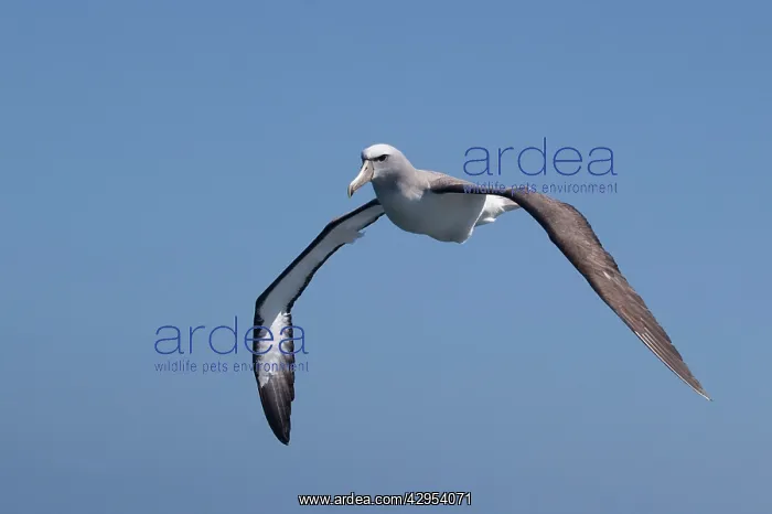 : Salvin's Albatross - in flight : Salvin's Albatross - in flight