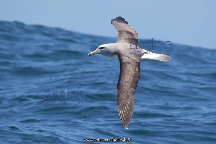 : Salvin's Albatross - in flight over sea : Salvin's Albatross - in flight over sea