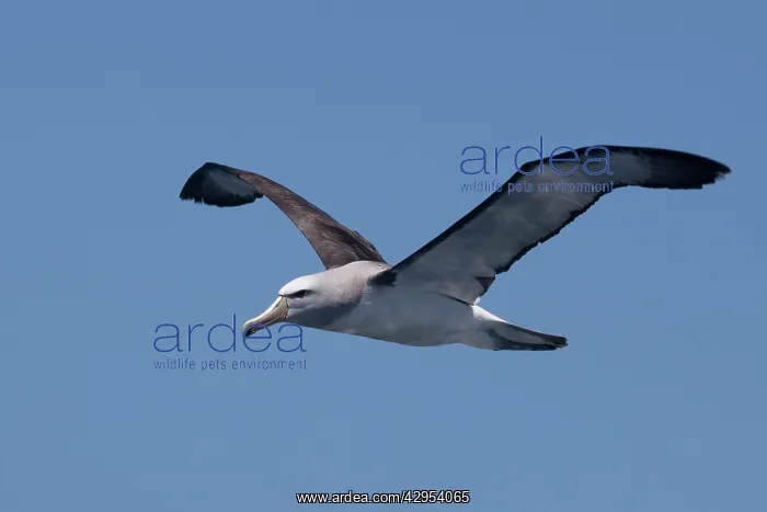 : Salvin's Albatross - in flight over sea : Salvin's Albatross - in flight over sea