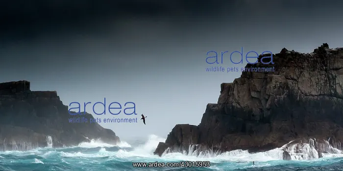 : Salvin's Albatross in flight through waves : Salvin's Albatross in flight through waves