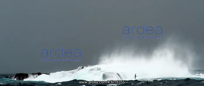 : Salvin's Albatross in flight through waves : Salvin's Albatross in flight through waves