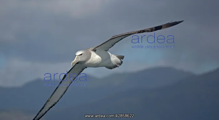 : Salvin's Albatross / Mollymawk - in flight (formerly : Salvin's Albatross / Mollymawk - in flight (formerly