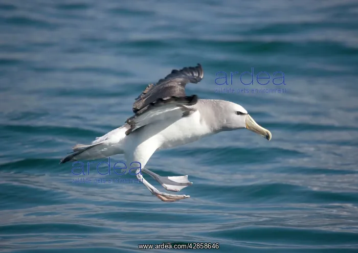  : Salvin's Albatross  /  Mollymawk - in flight (formerly