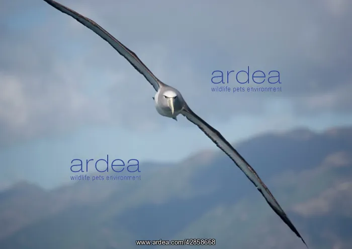 : Salvin's albatross / Mollymawk - in flight (formerly : Salvin's albatross / Mollymawk - in flight (formerly