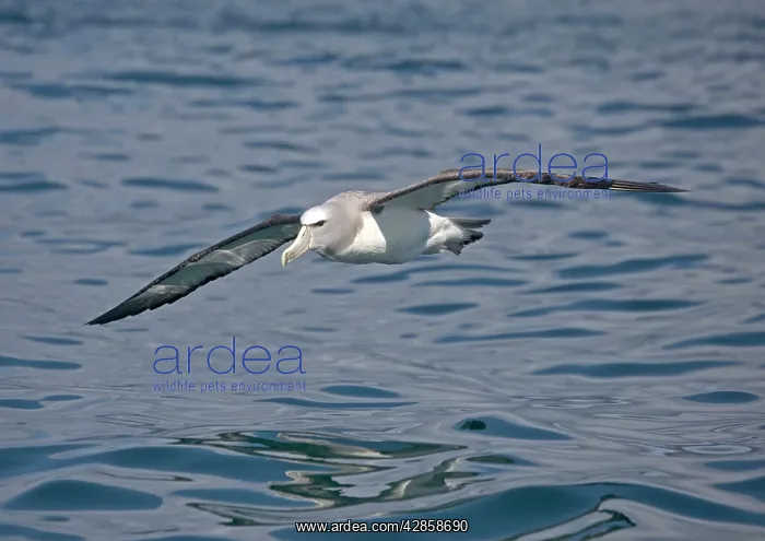: Salvin's Albatross / Mollymawk - In flight (formerly : Salvin's Albatross / Mollymawk - In flight (formerly