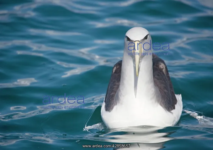 : Salvin's albatross / Mollymawk - resting, at sea : Salvin's albatross / Mollymawk - resting, at sea