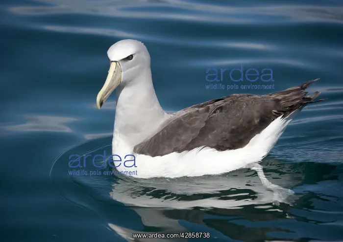 : Salvin's albatross / Mollymawk - resting, at sea : Salvin's albatross / Mollymawk - resting, at sea