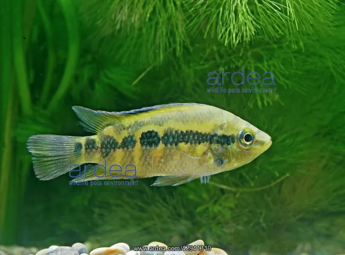  : Salvins Cichlid - side view, tropical freshwater