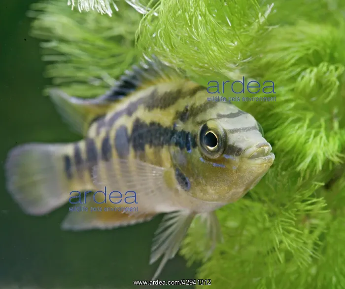  : Salvins Cichlid - front view, tropical freshwater