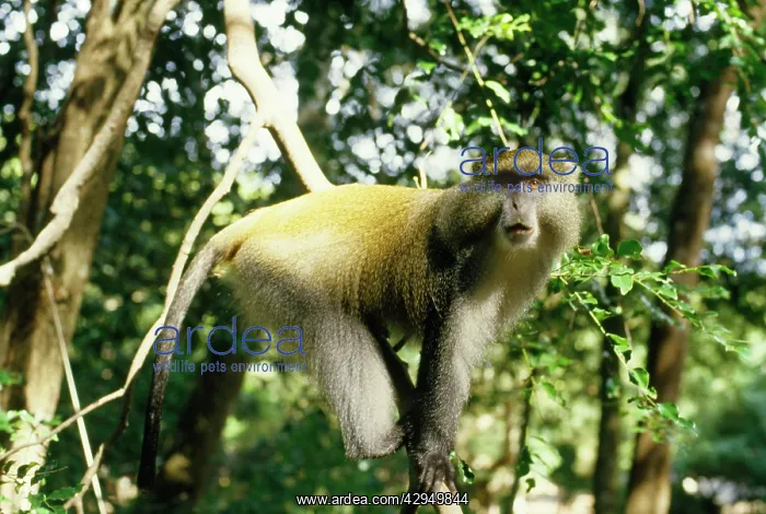 : Samango Monkey : Samango Monkey