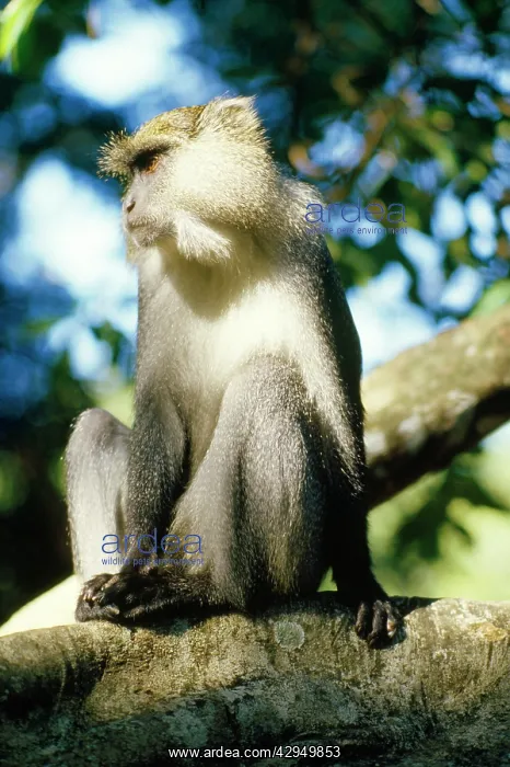 : Samango Monkey : Samango Monkey