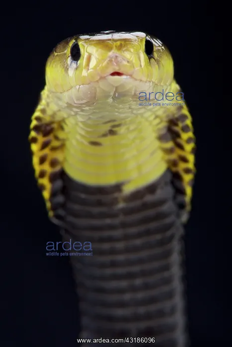 : Samar spitting cobra (Naja samarensis), Phillipines : Samar spitting cobra (Naja samarensis), Phillipines