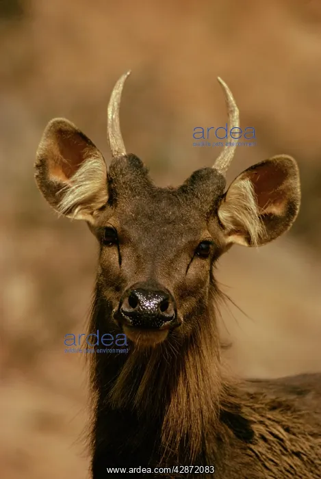 : Sambar (Cervus unicolor)