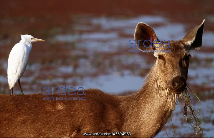 : SAMBAR - Cattle Egret on back, acting as lookout : SAMBAR - Cattle Egret on back, acting as lookout