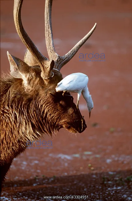 : SAMBAR - cattle egret on head, acting as lookout : SAMBAR - cattle egret on head, acting as lookout