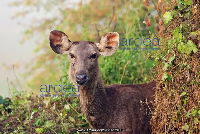 : Sambar Deer : Sambar Deer