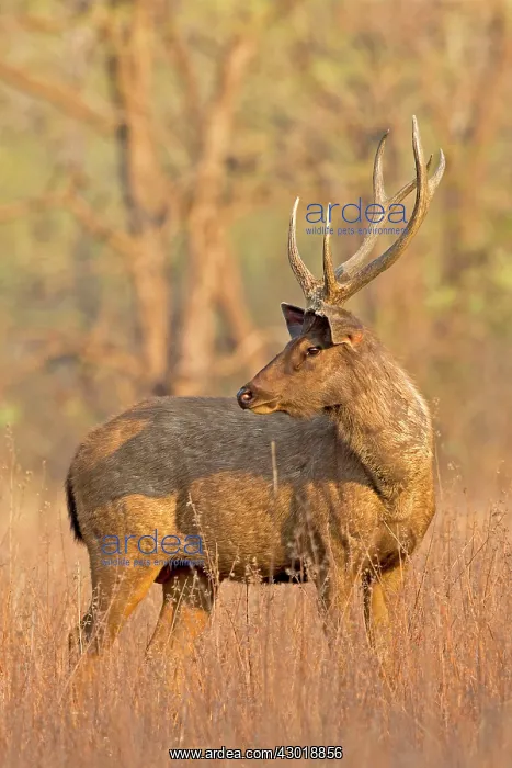 : Sambar Deer : Sambar Deer