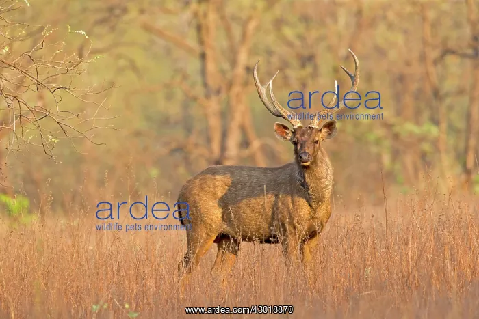  : Sambar Deer