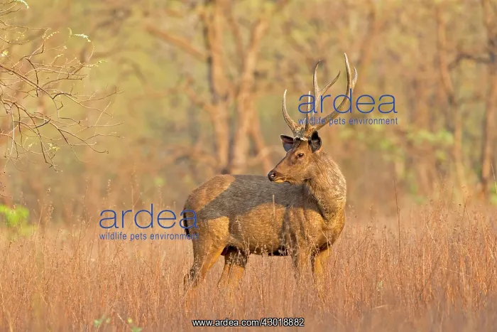 : Sambar Deer : Sambar Deer