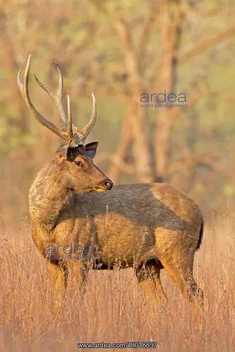 : Sambar Deer : Sambar Deer