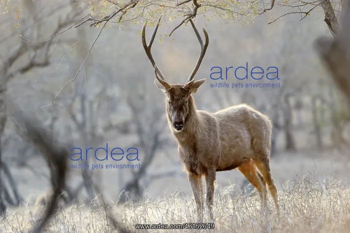 : Sambar Deer : Sambar Deer