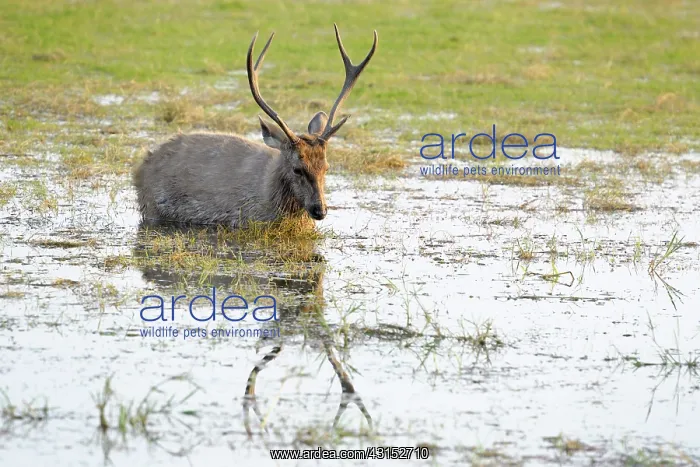 : Sambar Deer : Sambar Deer