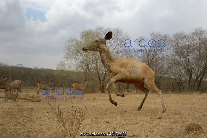: Sambar Deer : Sambar Deer