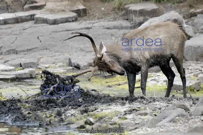 : Sambar Deer : Sambar Deer
