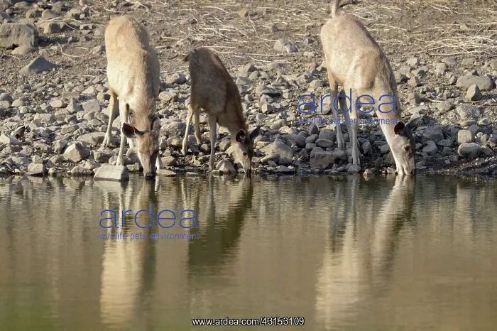 : Sambar Deer : Sambar Deer