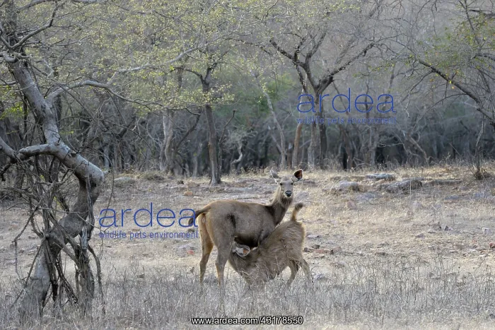 : Sambar Deer : Sambar Deer