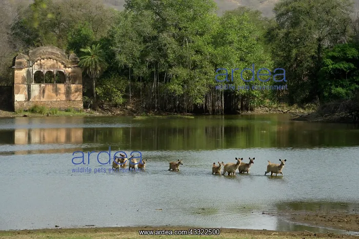 : Sambar Deer : Sambar Deer