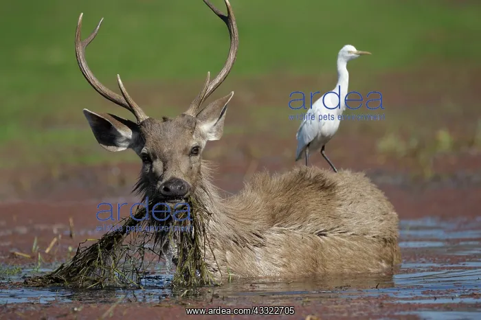 : Sambar Deer : Sambar Deer