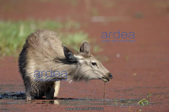  : Sambar Deer