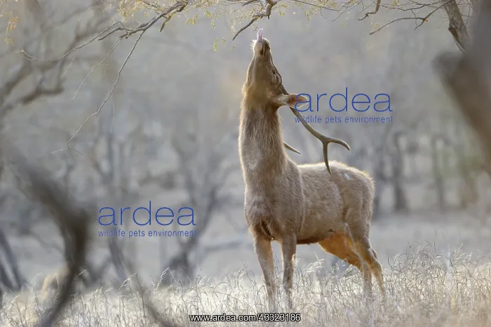 : Sambar Deer : Sambar Deer