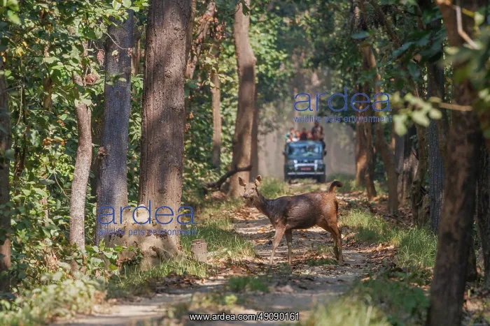 : Sambar deer : Sambar deer