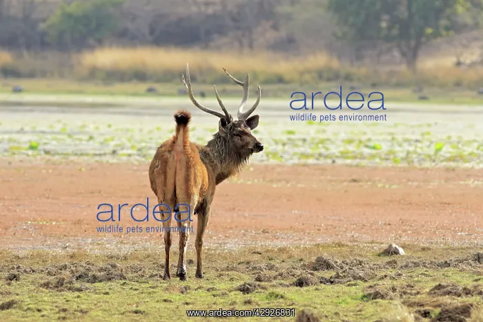 : Sambar Deer - alert Stag : Sambar Deer - alert Stag