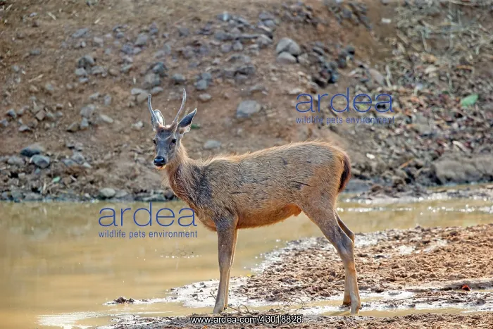 : Sambar Deer drinking at the waterhole : Sambar Deer drinking at the waterhole