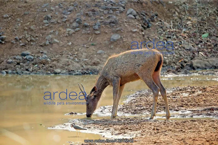 : Sambar Deer drinking at the waterhole : Sambar Deer drinking at the waterhole