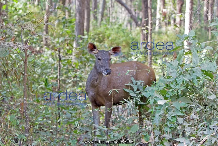 : Sambar Deer - female : Sambar Deer - female