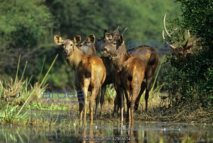 : Sambar Deer - herd in wetland : Sambar Deer - herd in wetland