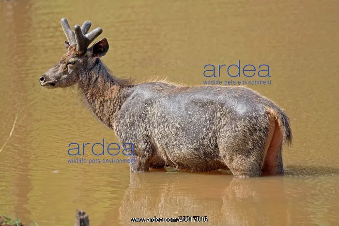  : Sambar Deer male in velvet in a pond