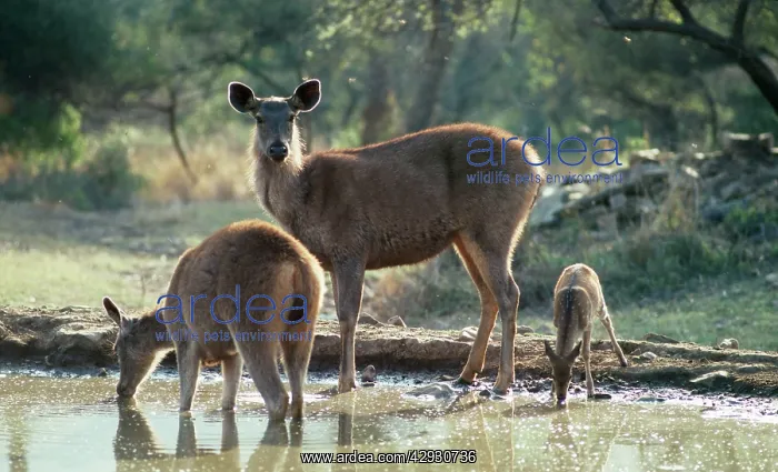 : Sambar Deer - & Spotted Deer (Axis axis) at water hole : Sambar Deer - & Spotted Deer (Axis axis) at water hole