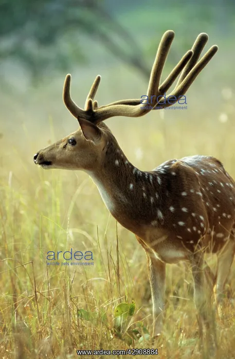: Sambar Deer - stag with antler covered in velvet : Sambar Deer - stag with antler covered in velvet