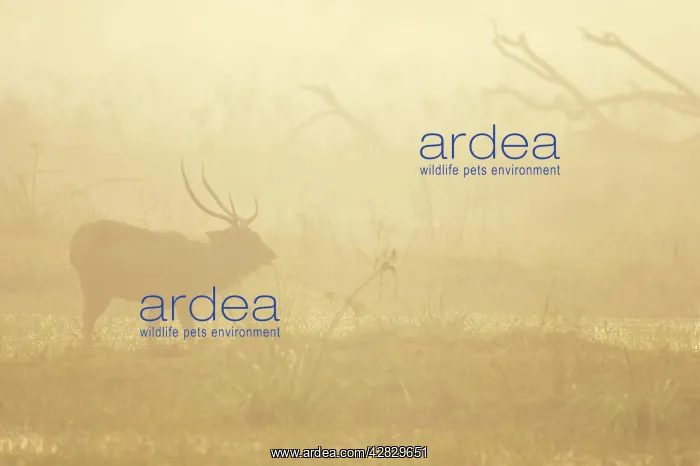 : Sambar Deer - stag in mist : Sambar Deer - stag in mist