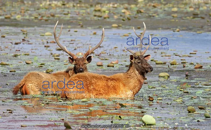  : Sambar Deer - Stags in lake Rajbagh